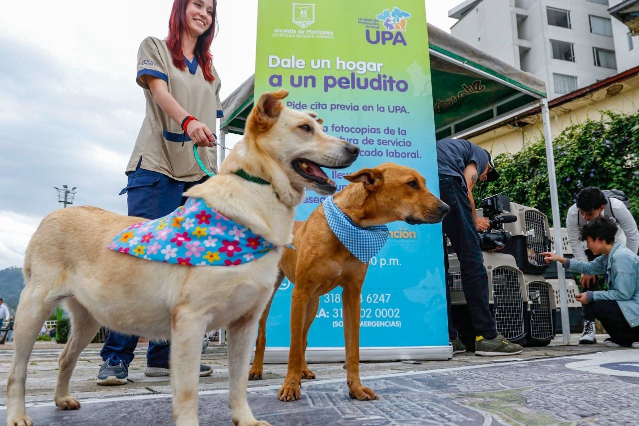 Unidad de Protección Animal (UPA) archivos - Centro de Información Alcaldía  de Manizales