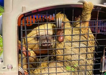 Bomberos Oficiales de Manizales rescataron un oso perezoso, gracias al llamado oportuno de la comunidad