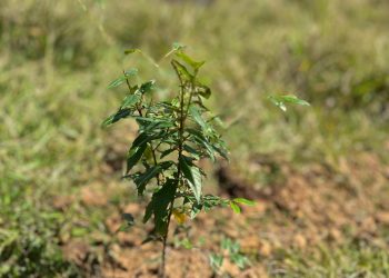Rendición de cuentas: gestión ambiental de Manizales fortalece reforestación, conservación y restauración ecológica