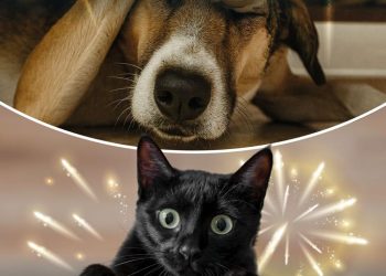 Llamado a celebrar Navidad sin pólvora y con respeto por la vida