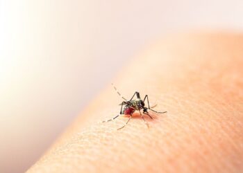 Autoridades de salud reiteran llamado a prevenir el dengue; eliminar criaderos es la mejor defensa