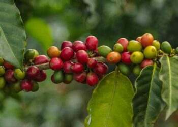 ¿Sabías que hoy es el Día Internacional del Café? Manizales se prepara para vivir desde mañana tres días de Café Fest