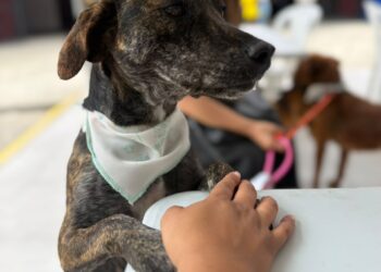 Más de 100 perros y gatos encontraron hogar gracias a Universo Pets