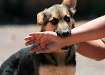 Prevención de accidentes rábicos para proteger la salud de las familias y sus animales de compañía